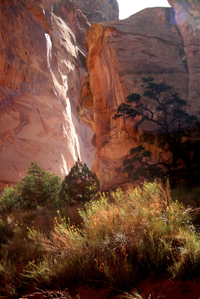 Capitol Reef National Park