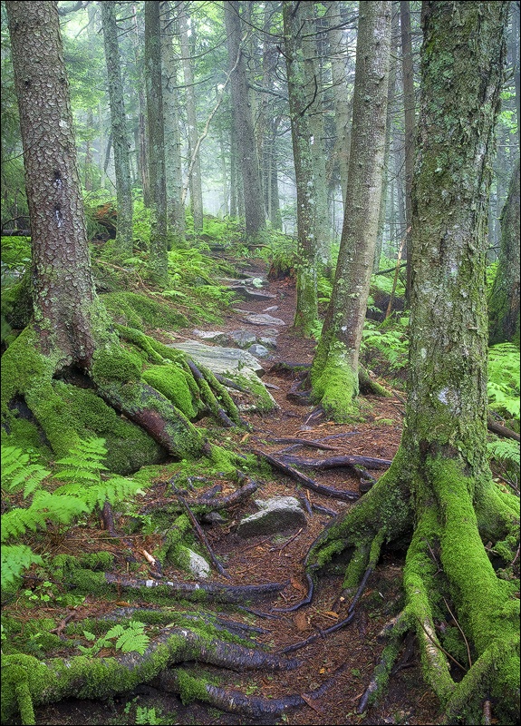 Green Mountain National Forest, Vermont