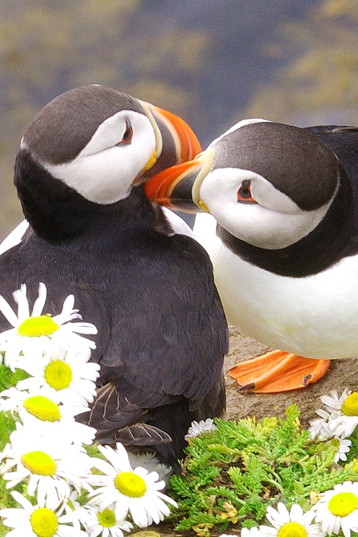 puffins in Iceland