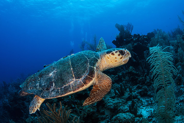 Turtle Watching on the Isle of Zante