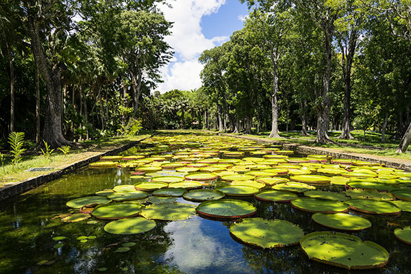 Pamplemousses-mauritius-2018-vacation