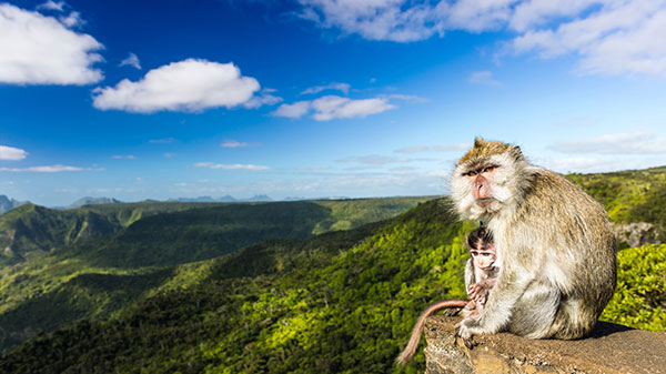 vacation-mauritius-Black-River-Gorges-National-Park